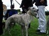 Whippet Foto: Whippetdoppelpack (ID 14241) Whippet Hund