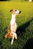 Whippet Foto: giraffe :)) ( ASTRA CLASSIC Lazarus ) (ID 8338) Whippet Hund