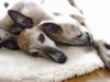 Whippet Foto (ID 17511) Whippet Hund
