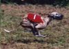 Whippet Foto: supercoursing (ID 16883) Whippet Hund