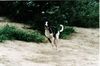 Whippet Foto: Tylko Ty Irish Whisky am Ufer Polen (ID 30353) Whippet Hund