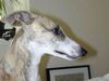 Whippet Foto: jugendliche Maus (ID 16876) Whippet Hund