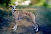 Whippet Foto: herbstliches Farbenspiel (ID 16877) Whippet Hund