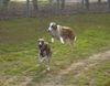 Whippet Foto: nur rennen ist schöner ;-) (ID 26095) Whippet Hund