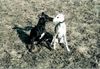 Whippet Foto: Fly und Amber (ID 15454) Whippet Hund