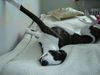 Whippet Foto: Tylko Ty Irish Whisky (ID 30350) Whippet Hund