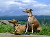 Whippet Foto: Kimberly und Iceflower beim Sightseeing (ID 39020) Whippet Hund