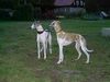 Whippet Foto: CHRIS de BURGH Lazarus & MADAGASKAR Lazarus (ID 8817) Whippet Hund