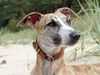 Whippet Foto: MADAGASKAR Lazarus (ID 8833) Whippet Hund