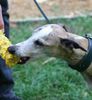 Whippet Foto: hunger (ID 16882) Whippet Hund