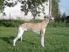 Whippet Foto: MADAGASKAR Lazarus (ID 8826) Whippet Hund