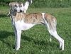 Whippet Foto: MADAGASKAR Lazarus (ID 8824) Whippet Hund