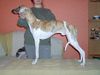 Whippet Foto: MADAGASKAR Lazarus (ID 8820) Whippet Hund