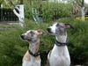 Whippet Foto: CHRIS de BURGH Lazarus & MADAGASKAR Lazarus (ID 8832) Whippet Hund