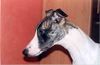 Whippet Foto: CHRIS de BURGH Lazarus (ID 8831) Whippet Hund