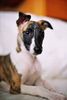 Whippet Foto: Malta Lazarus (ID 8346) Whippet Hund