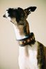 Whippet Foto: Malta Lazarus (ID 9038) Whippet Hund