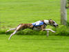 Whippet Foto: auf der Rennbahn (ID 26096) Whippet Hund