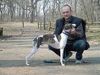 Whippet Foto: CHRIS de BURGH Lazarus & MADAGASKAR Lazarus (ID 8819) Whippet Hund
