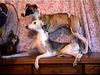 Whippet Foto: (ID 8305) Whippet Hund