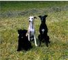 Whippet Foto: 3 Freunde (ID 16878) Whippet Hund