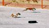 Whippet Foto: coursen auch im schnee (ID 16885) Whippet Hund