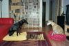 Whippet Foto: Schwarz am Zug (ID 16404) Whippet Hund