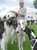 Whippet Foto: Tylko Ty Irish Whisky Gdynia vp (ID 30356) Whippet Hund