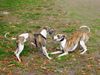 Whippet Foto: spiel mit mir ;-) (ID 26097) Whippet Hund