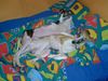 Whippet Foto: CHRIS de BURGH Lazarus & MADAGASKAR Lazarus (ID 8818) Whippet Hund