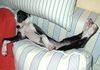 Whippet Foto: Ja, doch, ganz nett hier... (ID 17453) Whippet Hund