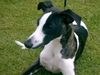 Whippet Foto: Tylko Ty Irish Whisky am Ufer Polen (ID 30354) Whippet Hund