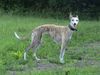Whippet Foto: wieso darf ich nicht jagen? (ID 16886) Whippet Hund