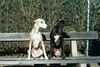 Whippet Foto: Wann kommt der nächste Bus? (ID 16405) Whippet Hund