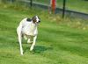 Whippet Foto: Auf der Rennbahn (ID 21007) Whippet Hund