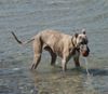 Whippet Foto: Whippet in der Ostsee (ID 33071) Whippet Hund