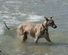 Whippet Foto: schnell wieder raus (ID 33073) Whippet Hund