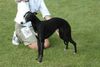 Whippet Foto: wspaniała, 8-mio letnia suczka (na zdjeciu na wystawie we Wrocławiu 2004r) (ID 15198) Whippet Hund