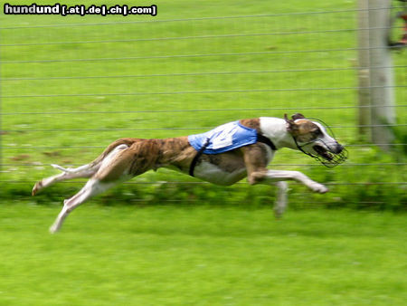 Whippet Hunde Foto 26096 in höherer Auflösung ansehen Whippet auf der Rennbahn