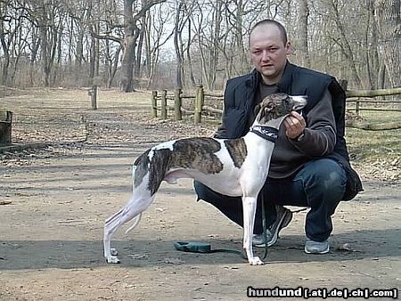 Whippet Hunde Foto 8819 Whippet CHRIS de BURGH Lazarus & MADAGASKAR Lazarus