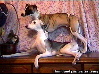 Whippet Hunde Foto 8305 Whippet