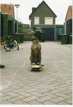 Whippet Hunde Foto 31130 Whippet zullen we dan skateboarden?
