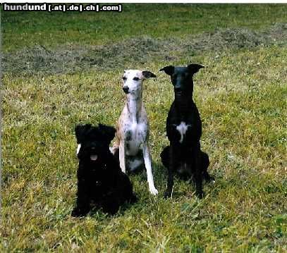 Whippet Hunde Foto 16878 Whippet 3 Freunde