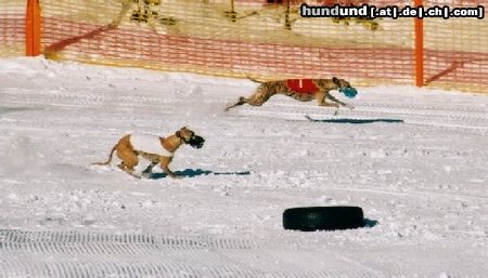 Whippet Hunde Foto 16885 Whippet coursen auch im schnee