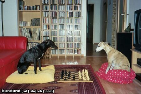 Whippet Hunde Foto 16404 Whippet Schwarz am Zug