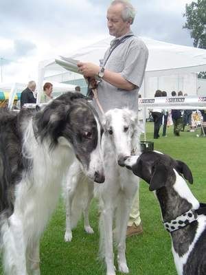 Whippet Hunde Foto 30356 in höherer Auflösung ansehen Whippet Tylko Ty Irish Whisky Gdynia vp