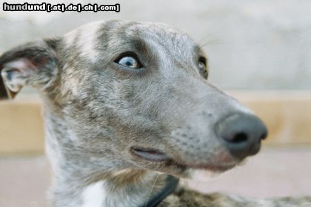 Whippet Hunde Foto 5095 Whippet