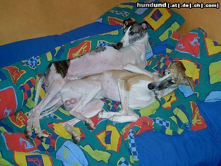Whippet Hunde Foto 8818 Whippet CHRIS de BURGH Lazarus & MADAGASKAR Lazarus