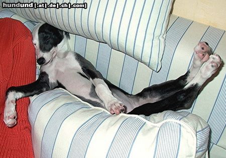 Whippet Hunde Foto 17453 Whippet Ja, doch, ganz nett hier...