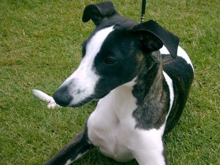 Whippet Hunde Foto 30354 Whippet Tylko Ty Irish Whisky am Ufer Polen